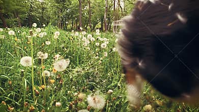 Australian Shepherd Dog on field