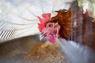 Hen