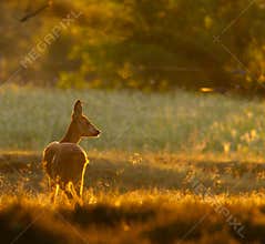 Roe deer doe in the moring light