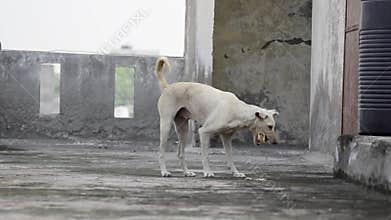 Stray dog picking bread food and walking away front view