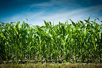 Corn field