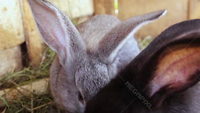 Little different colored rabbits in a cage. They eat fresh grass