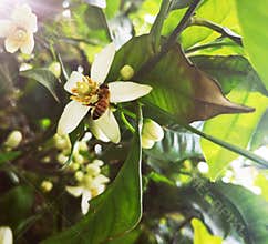 Bee feeding  on a citrus flower