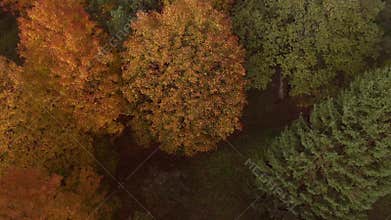 Epic flight over autumn forrest. Colorful trees drone aerial.