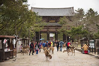 A local Japan deers in nara park. world heritage city in Japan