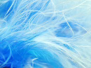 Feathers