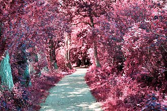 Stunning infrared view on purple fantasy landscapes with some ashpalt roads