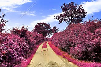 Stunning infrared view on purple fantasy landscapes with some ashpalt roads