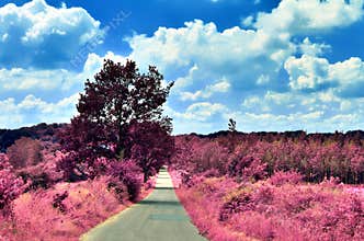 Stunning infrared view on purple fantasy landscapes with some ashpalt roads