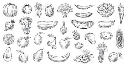 Sketched vegetables and fruits. Hand drawn organic food, engraving vegetable and fruit sketch vector illustration set