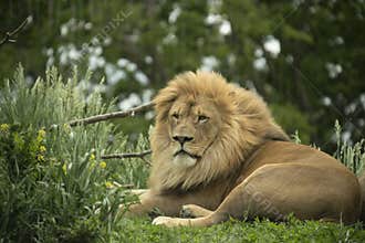 Captive African lion Panthera leo