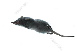 Mammal animal shrew