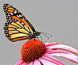 Monarch Butterfly