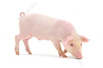 Pig