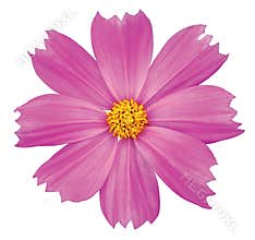Cosmos flower