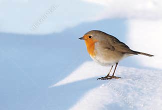 Robin on Snow