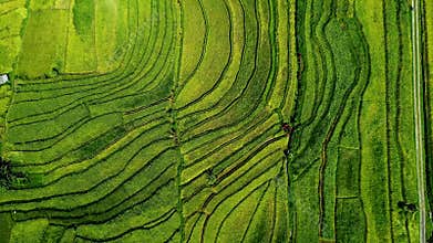 Rice field in the Asia. Top view.