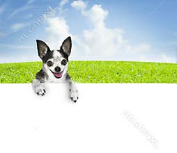 Dog banner