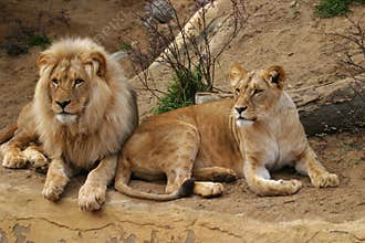 Angola lion, lion and lioness