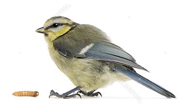 Young Blue Tit, Cyanistes caeruleus, with worm