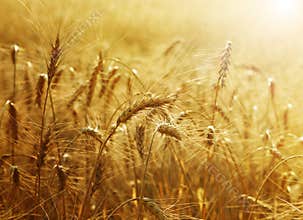 Golden Wheat Field