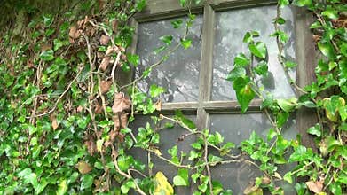Old abandoned window with grass over