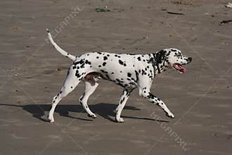 Dalmatian dog walk
