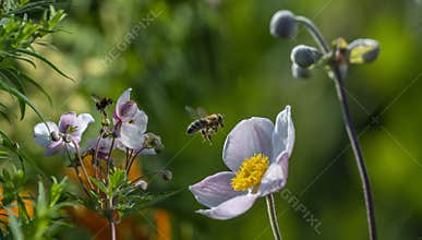 The garden with flowers and bees