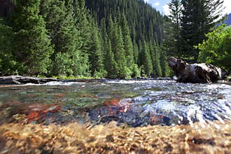 Mountain Stream In Colorado