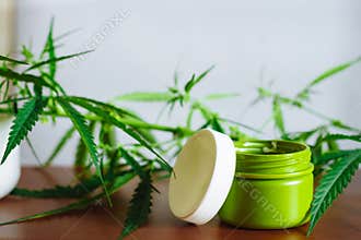 Green cannabis Bush with large marijuana leaves with hemp seeds. Cultivation of cannabis for the production of CBD oil, cream, for