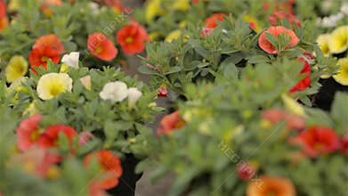 Blooming geranium in a large modern greenhouse. Geranium blooms close-up. Blooming geraniums in pots. A lot of blooming
