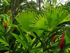 Tropical garden