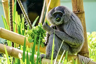 Silvery gibbon, Hylobates moloch in the zoo