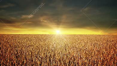Grain field at sunset