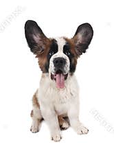 Happy Silly Saint Bernard Puppy
