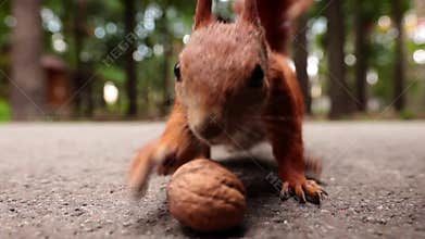 Red squirrel eating nuts in the road