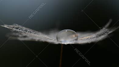 Beautiful large water drop on a dandelion seed. Morning dew closeup.