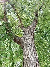 Real tree standing