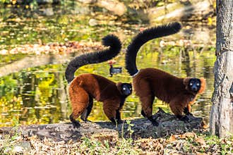 Beautiful red ruffed lemur, Varecia rubra in a german zoo