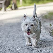 Sweet West Highland White Terrier - Westie, Westy Dog Play in Forest