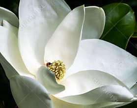 White magnolia flower and bee in a tree closeup