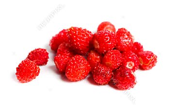 Fragaria vesca, Woodland Strawberry