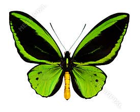 A green butterfly