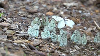 Butterflies on ground