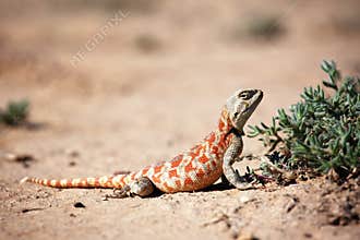 Lizard in desert