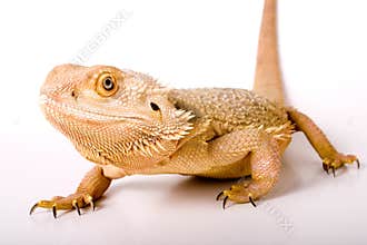 Bearded Dragon