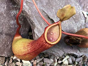 Pitcher Plant Nepenthes truncata Macfarl. or Gestutzte Kannenpflanze - St. Gallen, Switzerland