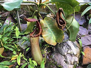 Tropical Pitcher Plant â€˜Alataâ€™ Nepenthes alata, Geflugelte Kannenpflanze or Gefluegelte Kannenpflanze