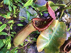 Tropical Pitcher Plant â€˜Alataâ€™ Nepenthes alata, Geflugelte Kannenpflanze or Gefluegelte Kannenpflanze