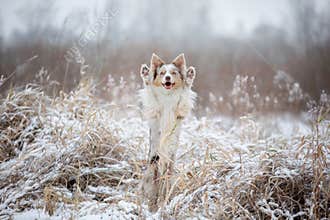 Dog in the snow on nature. Marble Border Collie in the winter in the park